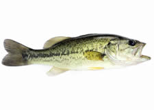 Bass