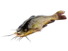 Catfish
