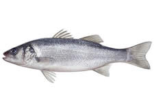 Sea Bass