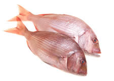 Snapper