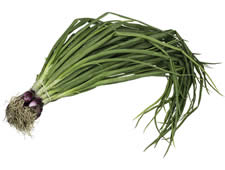 Spring Onions, Red
