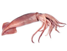Squid