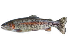 Trout