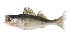 Walleye